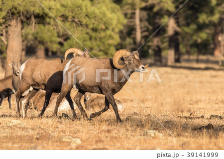 Bighorn Sheep in Rut Bighorn Sheep in Rut 39141999