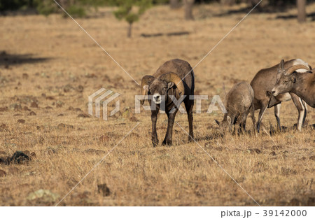 Bighorn Sheep in Rut 39142000