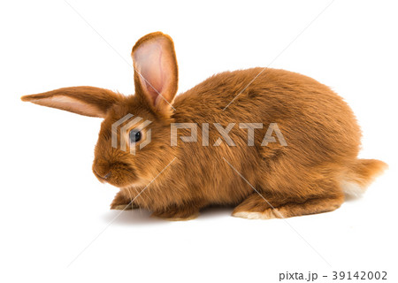 rabbit isolated 39142002