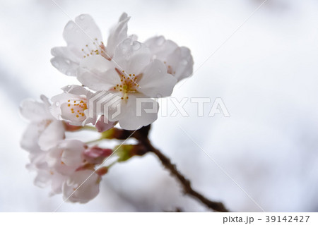 さくら 天気雨の開花 Sakura 精神の美 優雅な女性 の写真素材