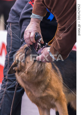 22th INTERNATIONAL DOG SHOW GIRONA  39142452