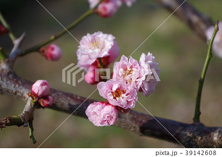 梅の花と蕾 39142608