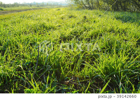 Background of green fresh grass with dew   39142660