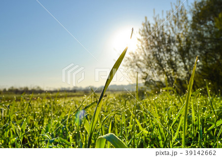 Background of green fresh grass with dew   39142662