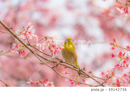 メジロと満開のオカメザクラ 39142736