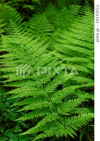 シダ植物 シダ植物 39143011