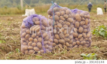 Stuffed sacks of potatoes stand in the field 39143144