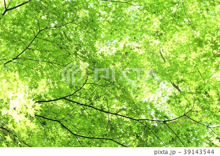 新緑のもみじ 新緑のもみじ 39143544