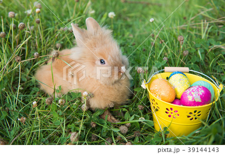 Easter bunny in green grass Easter bunny in green grass 39144143