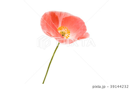 red poppy isolated red poppy isolated 39144232