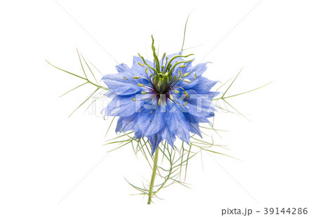 nigella flowers isolated 39144286