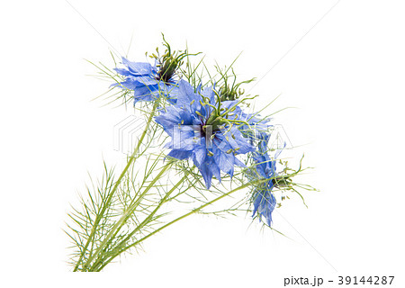nigella flowers isolated nigella flowers isolated 39144287