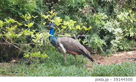 DUBAI, UNITED ARAB EMIRATES - MARCH 31st, 2014: A DUBAI, UNITED ARAB EMIRATES - MARCH 31st, 2014: A 39144300