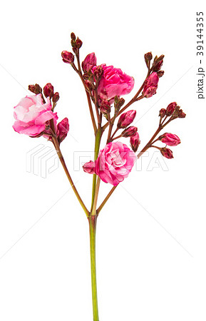 pink oleander flowers isolated 39144355