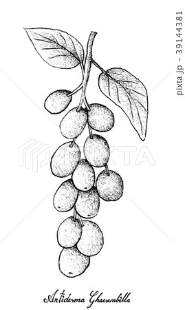 Hand Drawn of Antidesma Ghaesembilla on White Back 39144381