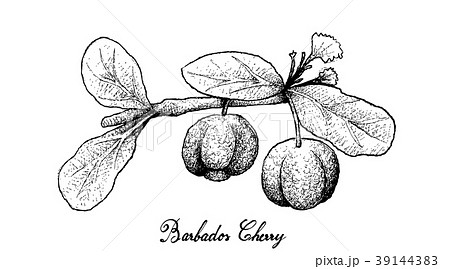 Hand Drawn of Barbados Cherries on White Backgroun 39144383