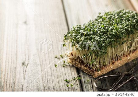 Garden cress, young plants. Garden cress, young plants. 39144846