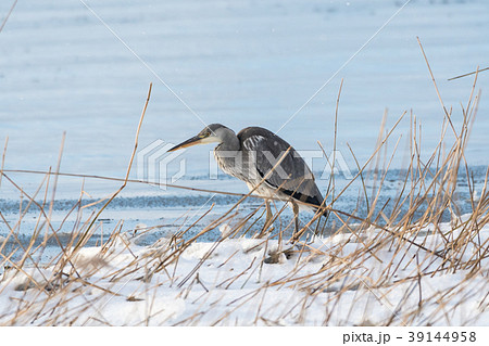 Gray Heron by snowy coast 39144958