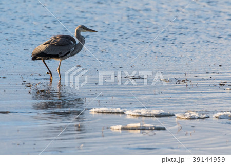Early bird in water with ice floes 39144959