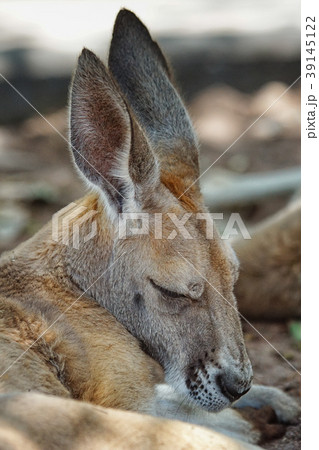 Red Kangaroo, Macropus rufus 39145122