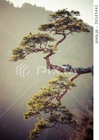 Sokolica, most famous tree in Pieniny Mountains Sokolica, most famous tree in Pieniny Mountains 39145441