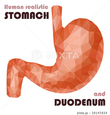 Realistic low poly human stomach and duodenum  39145834