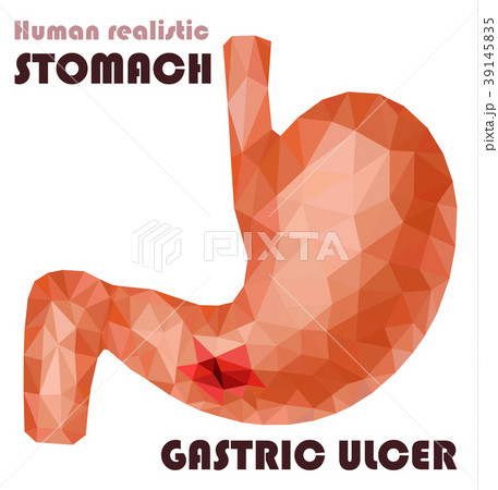 Realistic low poly human stomach and duodenum  39145835