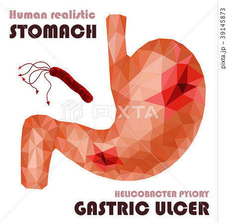 Realistic low poly human stomach and duodenum  39145873