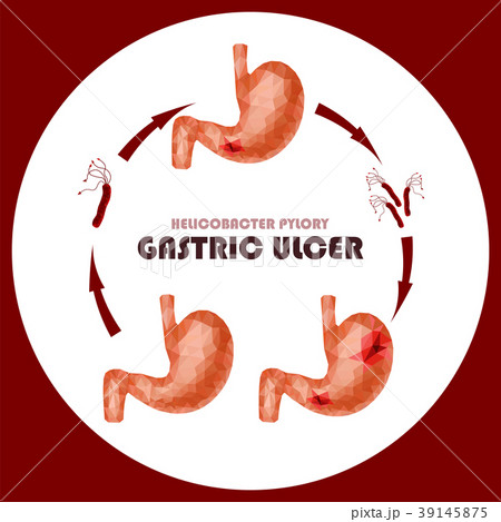 Realistic faceted low poly human stomach Realistic faceted low poly human stomach 39145875