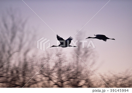 夕暮れ空を飛ぶ二羽のタンチョウ(北海道) 夕暮れ空を飛ぶ二羽のタンチョウ(北海道) 39145994