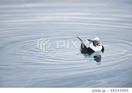 オスのコオリガモ(北海道) オスのコオリガモ(北海道) 39145995