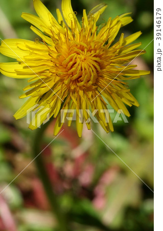 自然 植物 カントウタンポポ、茎が見えますが意外と背が高くなるようです 自然 植物 カントウタンポポ、茎が見えますが意外と背が高くなるようです 39146179
