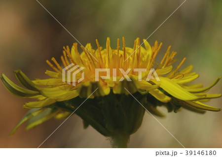 自然　植物　カントウタンポポ、在来種のタンポポが咲くのは春。夏のタンポポは帰化種だそうです 39146180
