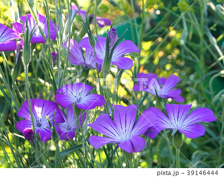 アグロステンマ 39146444