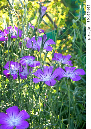 アグロステンマ 39146445