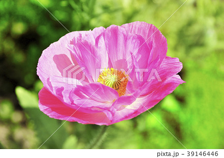 ピンクのポピー 39146446