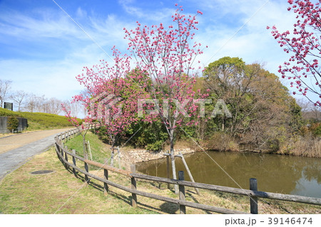 カンヒザクラ満開 カンヒザクラ満開 39146474