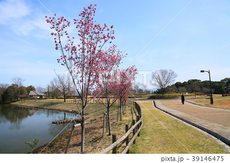 カンヒザクラ満開 39146475