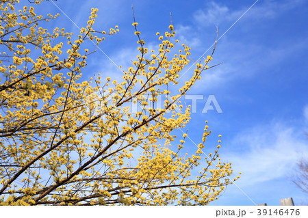 サンシュユ満開　青空背景 39146476