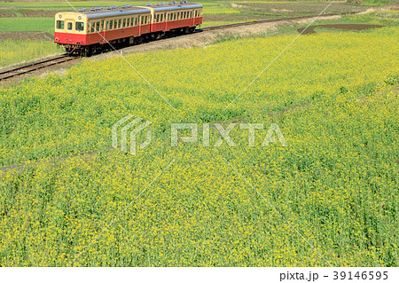 鉄道風景・小湊鉄道 菜の花畑と電車 鉄道風景・小湊鉄道 菜の花畑と電車 39146595