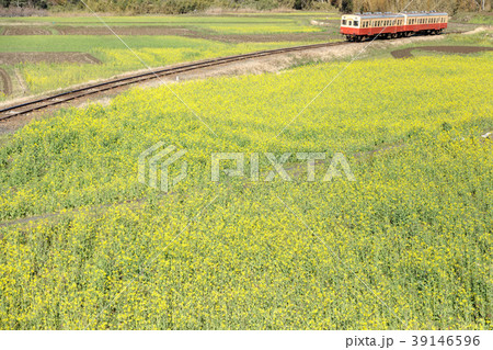 鉄道風景・小湊鉄道　菜の花畑と電車 39146596