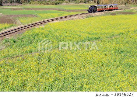 鉄道風景・小湊鉄道　菜の花畑とトロッコ列車 39146627