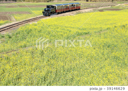 鉄道風景・小湊鉄道　菜の花畑とトロッコ列車 39146629