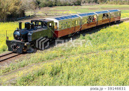 鉄道風景・小湊鉄道　菜の花畑とトロッコ列車 39146631