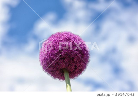 ギガンチウム ギガンチウム 39147043