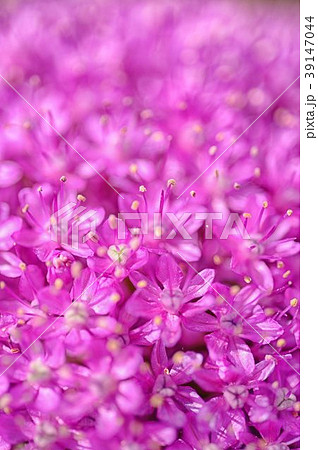 花葱 39147044
