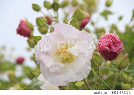 巾着田の酔芙蓉 スイフヨウ の写真素材