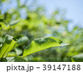 葉 39147188