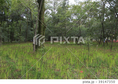 見頃過ぎの巾着田ヒガンバナ（2017年） 39147350