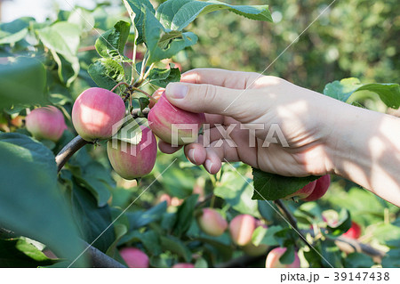 A woman hand picking a red ripe apple from the A woman hand picking a red ripe apple from the 39147438
